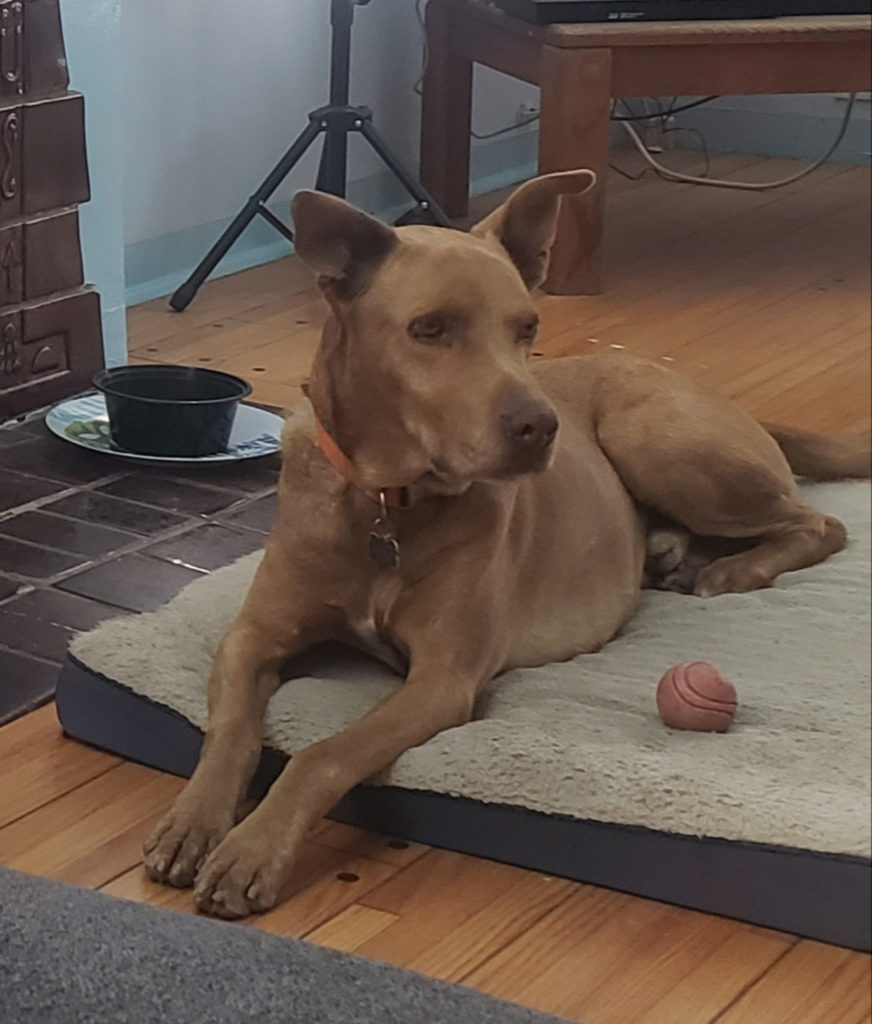 jake lying on his bed with ball.jpg
