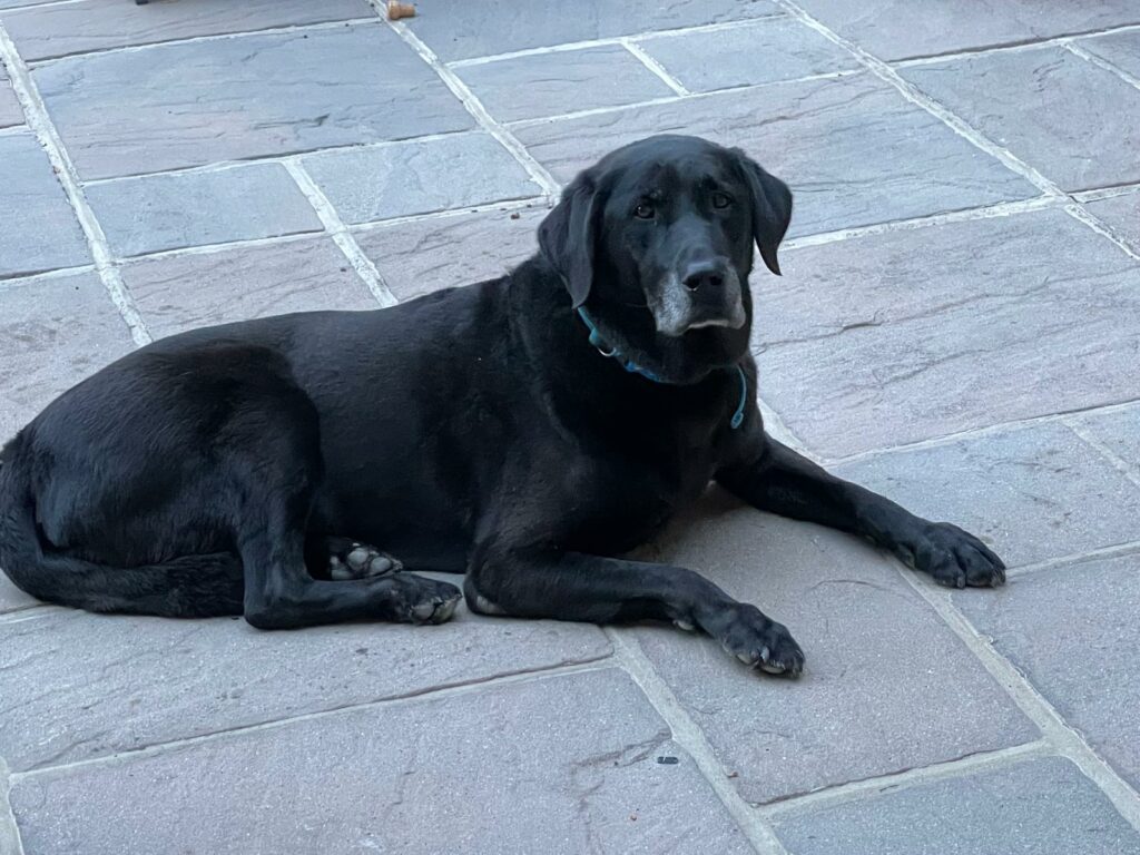 d43b9e0e 5901 4ac0 941b e006acda3784.jpg