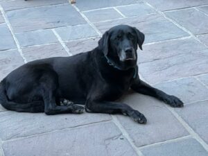 d43b9e0e 5901 4ac0 941b e006acda3784.jpg